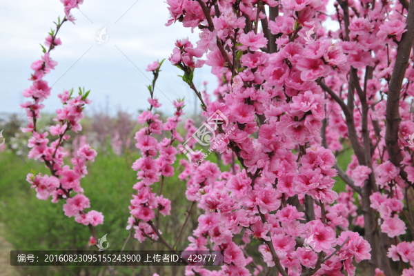 桃花,景觀樹,園林景觀