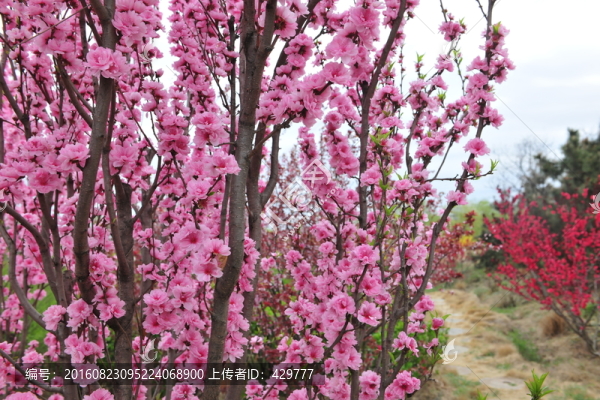 櫻花,桃花,園林花卉