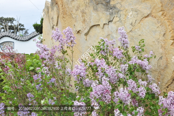園林花卉,綠化帶,綠化苗木
