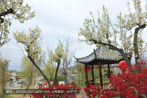 梨花,梨樹