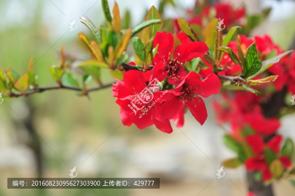 紅色花