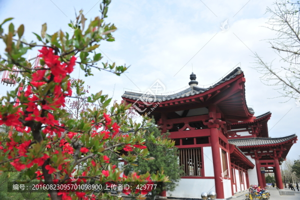 櫻花園,櫻花