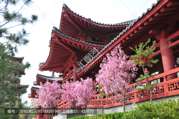櫻花樹(shù),櫻花園