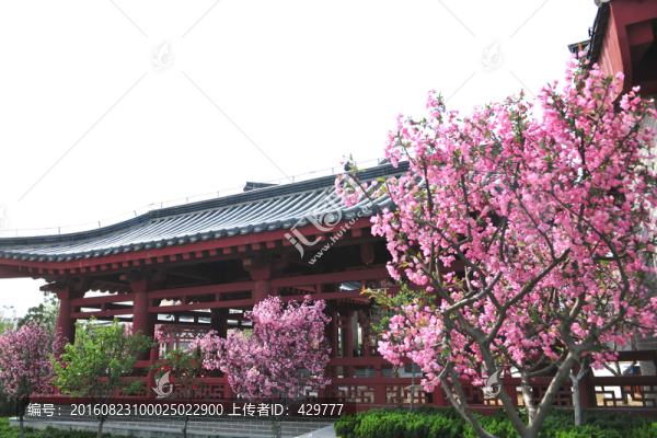 櫻花,櫻花樹(shù)