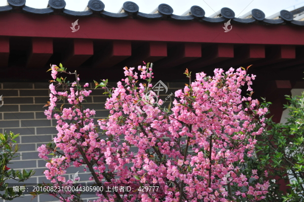 櫻花,櫻花樹