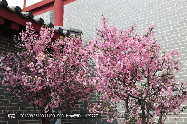櫻花,櫻花樹