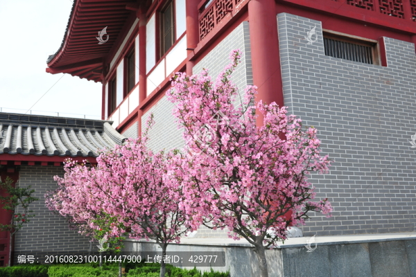 櫻花,櫻花樹