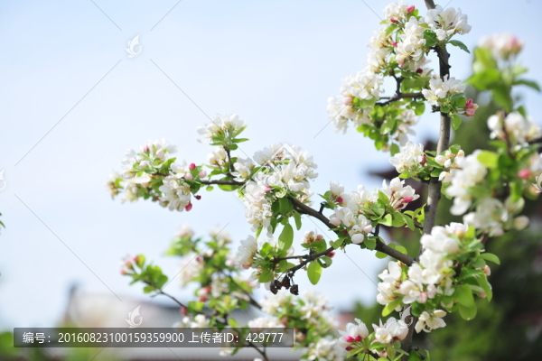 海棠花,白色花,園林花卉