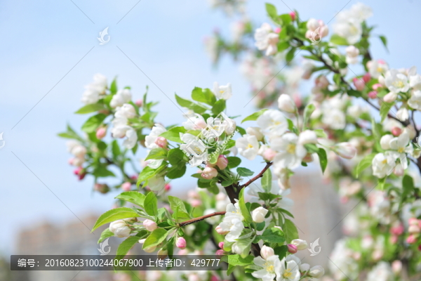 海棠花,白色花,春天花