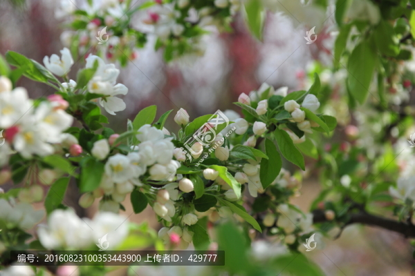 海棠花