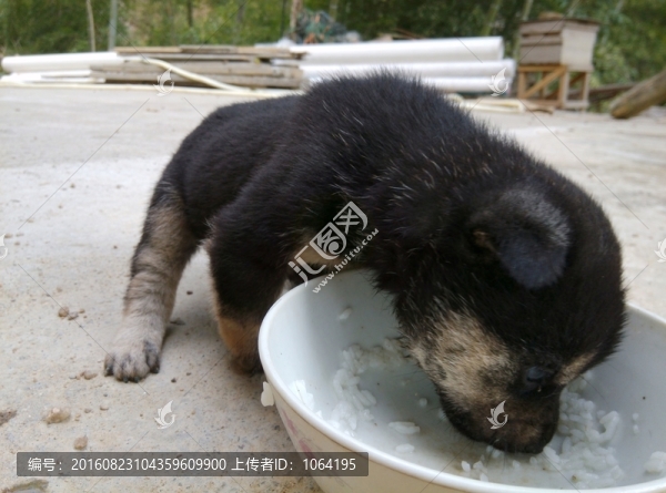 小狗開飯