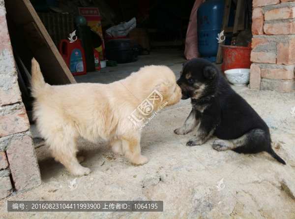 小狗親親