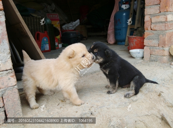兩只小狗