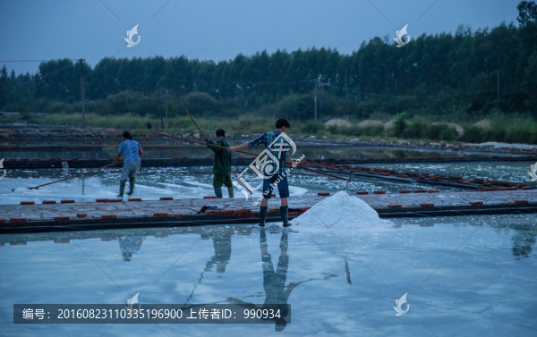 鹽場,鹽田,收鹽