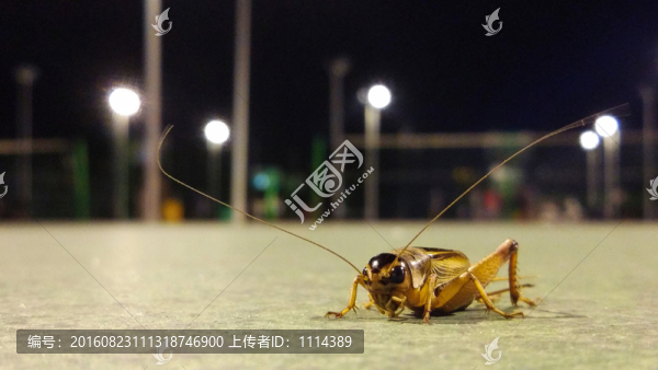 蟋蟀油葫蘆