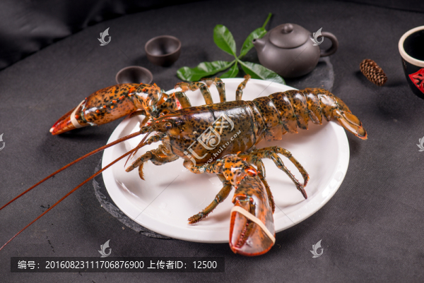 波士頓龍蝦