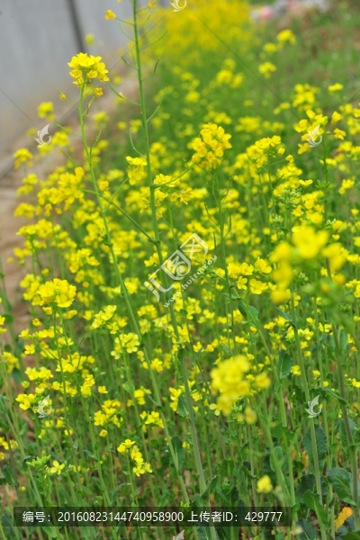 油菜花,油菜田