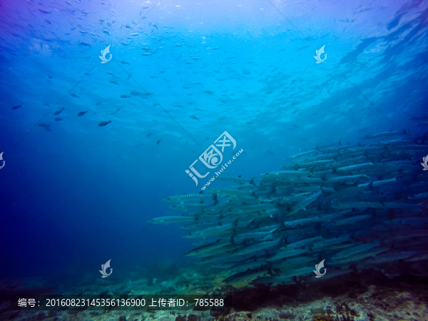 海狼風(fēng)暴