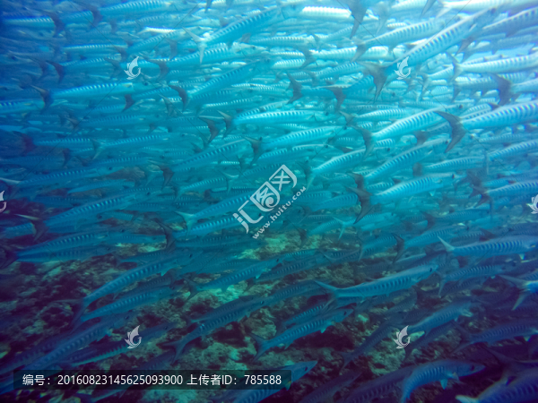 海狼風(fēng)暴