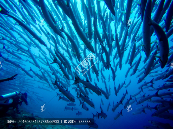 海狼風(fēng)暴