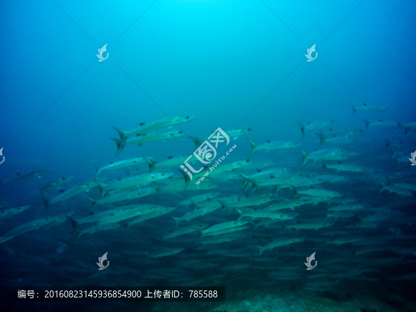 海狼風(fēng)暴
