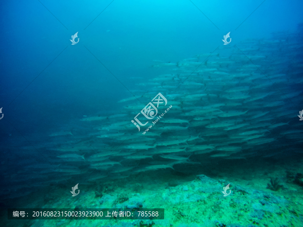 海狼風(fēng)暴