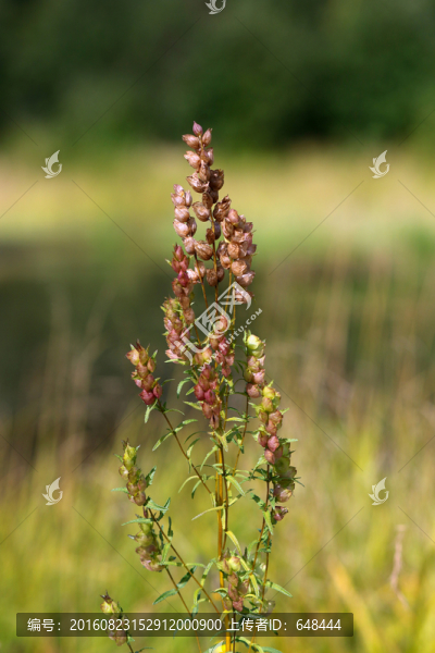 鼻花
