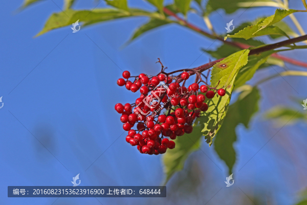 接骨木果實(shí)