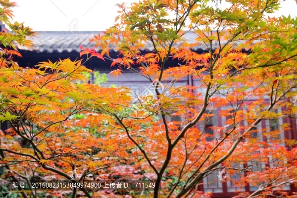 楓樹,紅楓葉