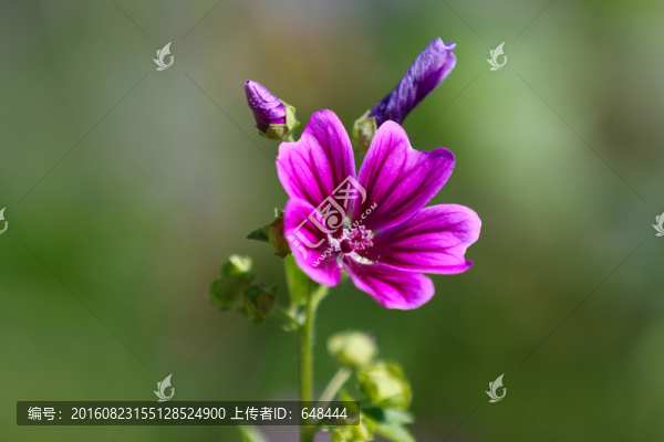 錦葵花