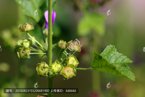 錦葵花種子