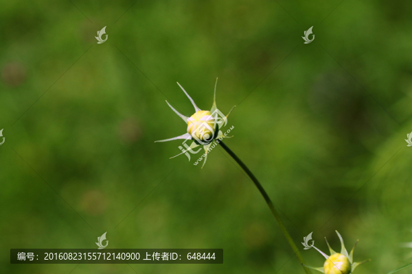 格?；ɑɡ? title=