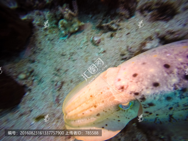 變色章魚
