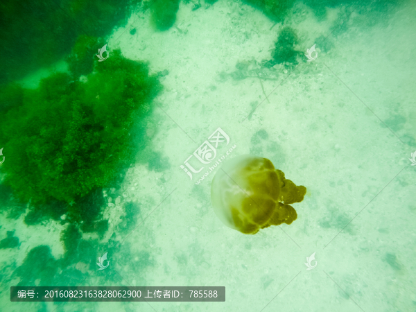 水母湖