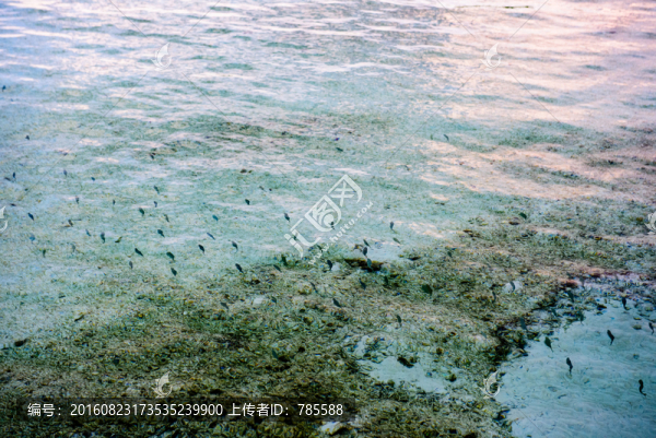 海魚群
