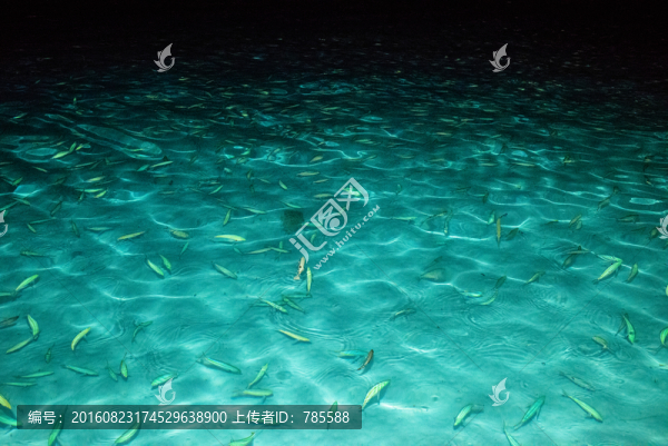 海魚群