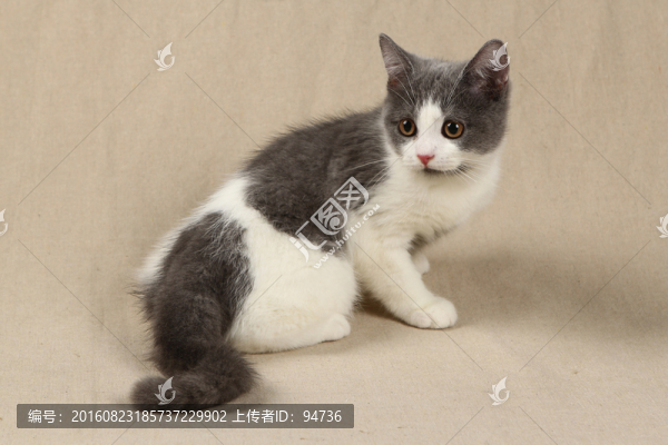 英國短毛貓