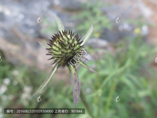 川續(xù)斷