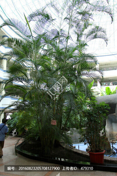 熱帶植物,植物,植物園,陽光房