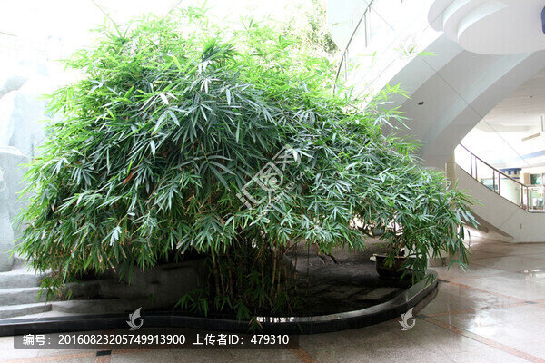 竹子,竹葉,植物
