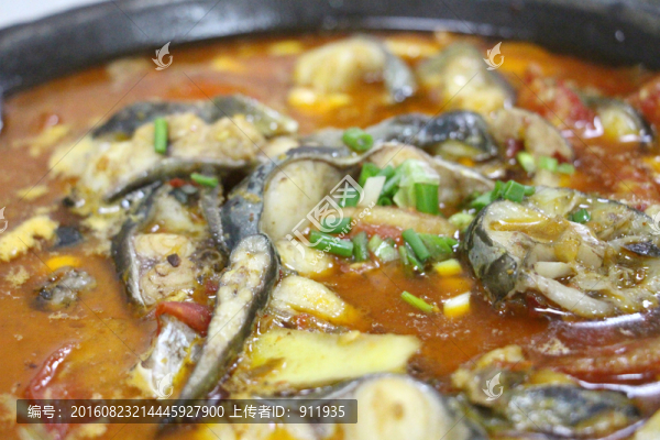 鯰魚