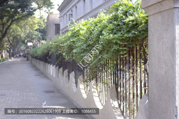 爬山虎
