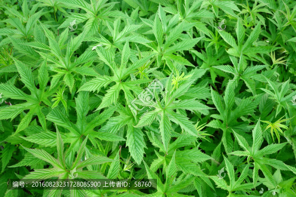 蚊子草