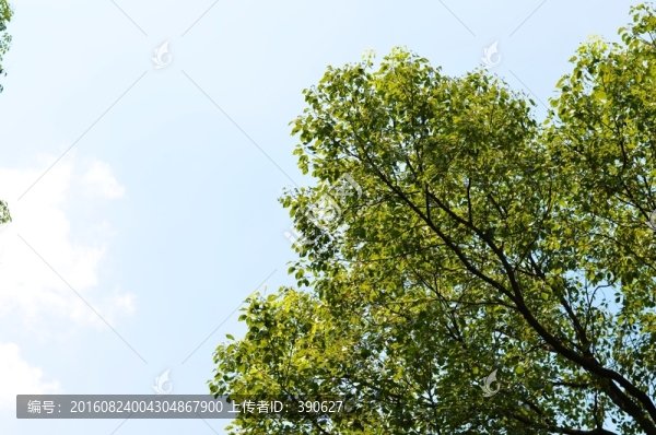 藍天樹枝