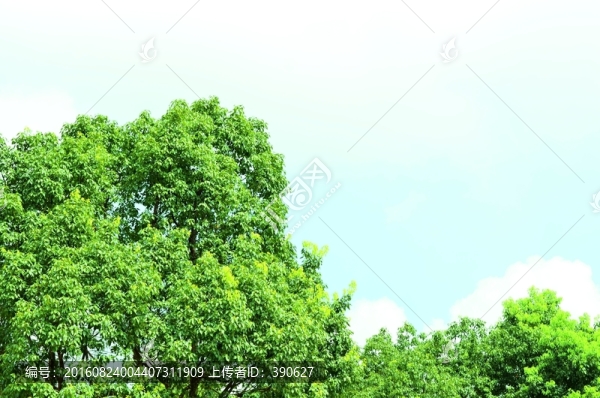 竹林,竹子,翠竹,竹海
