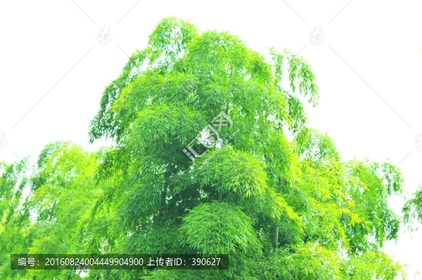 竹林,竹子,翠竹,竹海