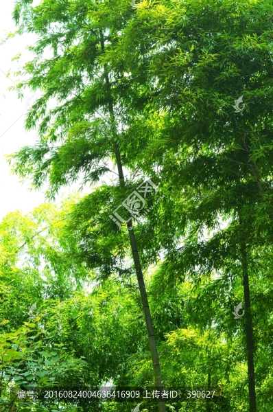 竹子,竹林,翠竹