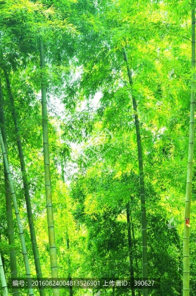 竹林,竹子,翠竹