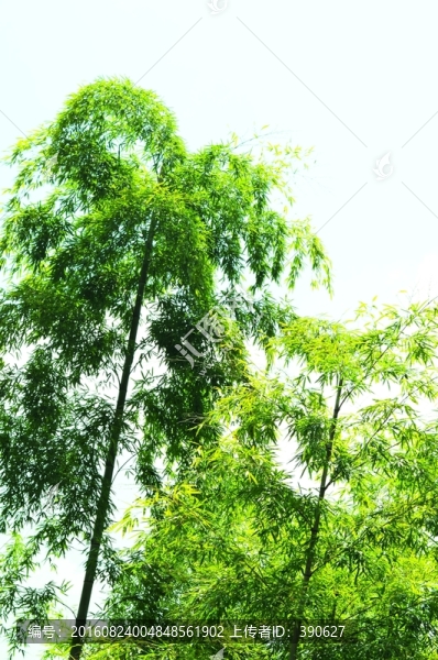 竹林,竹子,翠竹