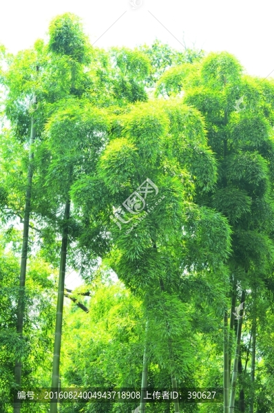竹林,竹子,翠竹